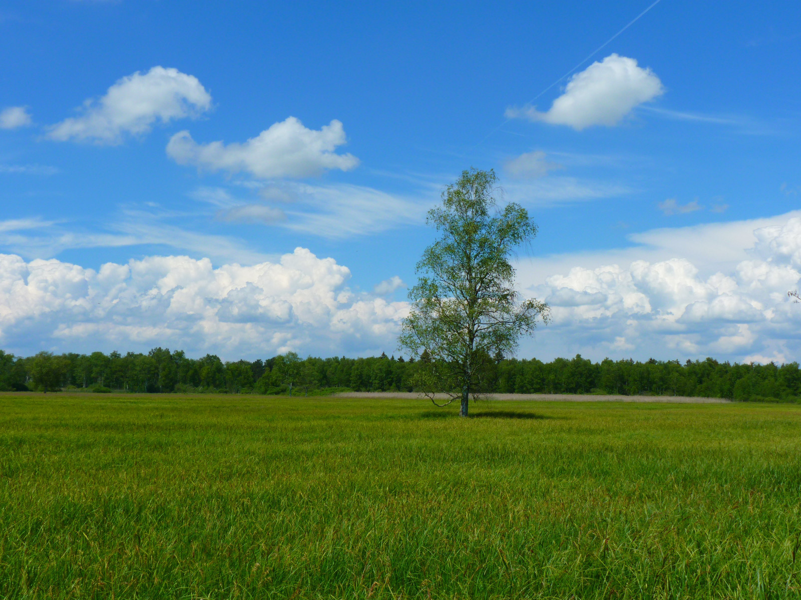 landscape-tree-grass-horizon-marsh-cloud-sky-field-lawn-meadow-prairie-hill-pasture-rest-agriculture-savanna-plain-clouds-grassland-wetland-plateau-habitat-idyll-ecosystem-steppe-rural-area-paddy-field-natura.jpg